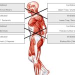 What lifestyle changes help postural orthostatic tachycardia syndrome